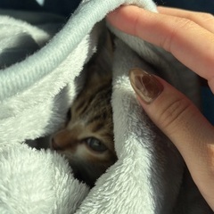 女の子の2ヶ月の子です。人見知りちょっとありますがとっても元気です。の画像