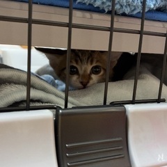 女の子の2ヶ月の子です。人見知りちょっとありますがとっても元気です。の画像