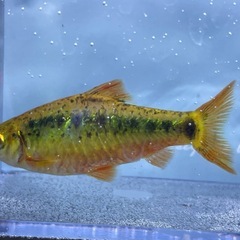 ゴールデンバルブ5匹の画像