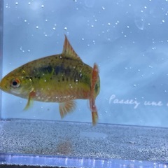 ゴールデンバルブ5匹の画像