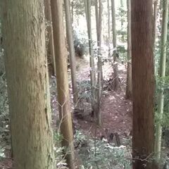 杉の木　５０本くらいの画像