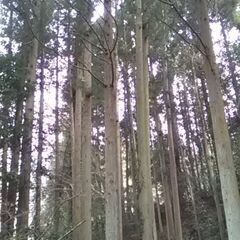 杉の木　５０本くらいの画像