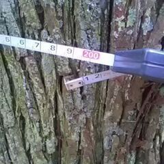 杉の木 50本くらいの画像