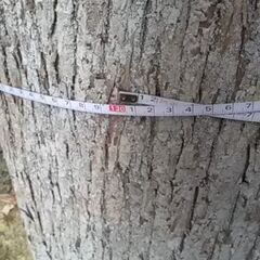 杉の木 50本くらいの画像