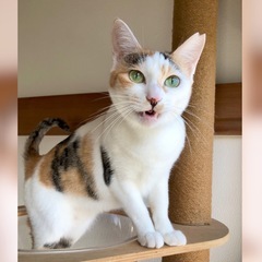 11/16(日)譲渡会　甘ったれ人たらしな三毛女🎀