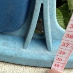 無料で引き取ってくださる方募集。ジャンク品。一輪車。の画像