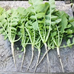 大根葉の画像