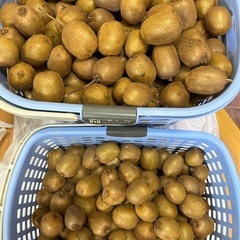 受付終了⑨キウイ30個(無農薬)の画像