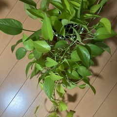 観葉植物　　ポトスライムの画像