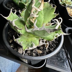 アガベ　シーザーの画像