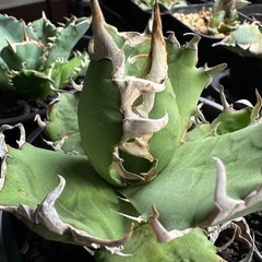 アガベ　シーザーの画像