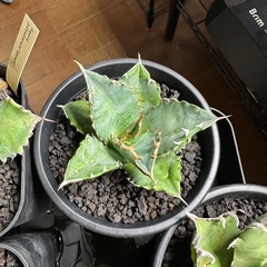 アガベ　夕映の画像