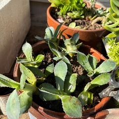 アガベポタトラムの画像