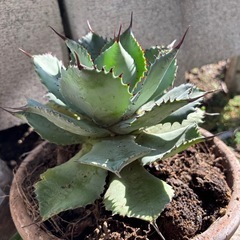 アガベポタトラムの画像