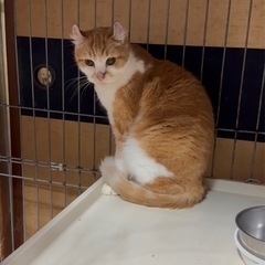 アメリカンカール 男の子 2歳