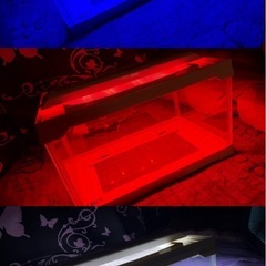 爬虫類 ケース  の画像