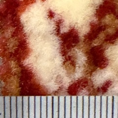 カーペットの画像