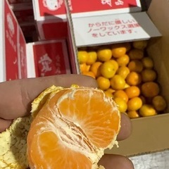 愛媛みかん
の画像