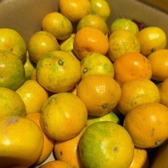 愛媛みかん
の画像