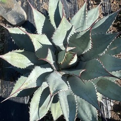 アガベ　パリーハイブリッドの画像