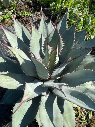 アガベ　パリーハイブリッド