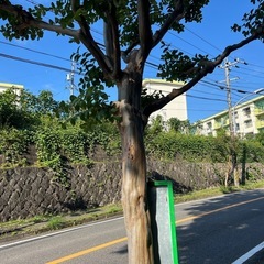 草刈りなど何でもします。