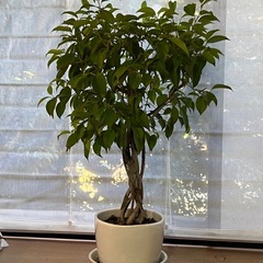 ベンジャミンの画像