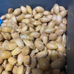 処理前の銀杏大量‼️ の画像