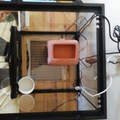 レオパの飼育フルセットの画像