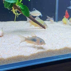 コリドラスの画像