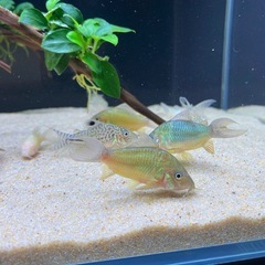 コリドラスの画像