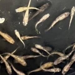 まとめ売り！金色夜叉墨入り50匹4000円の画像