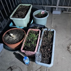 植木鉢、プランター等いろいろの画像