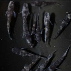 お買い得！50匹5500円高級メダカも入れます！の画像