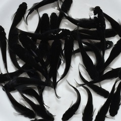 お買い得！50匹5500円高級メダカも入れます！の画像