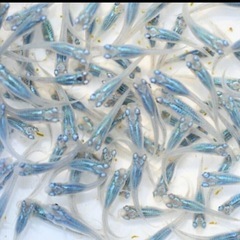 お買い得！50匹5500円高級メダカも入れます！の画像