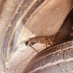 ダイハツハイジェットトラック。の画像