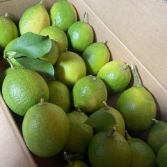 レモン　自然栽培の画像