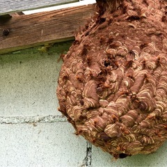 【愛知県全域対応】蜂の巣、害虫、害獣の駆除 1件10,000円〜...