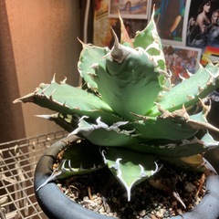 アガベ　チタノタ　ノーネーム　中株の画像