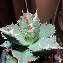 アガベ　チタノタ　ノーネーム　中株の画像