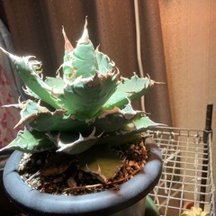 アガベ　チタノタ　ノーネーム　中株の画像