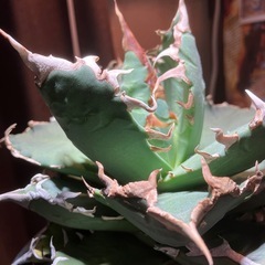 アガベ　チタノタ　ノーネーム　中株の画像