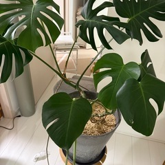 モンステラの画像