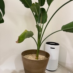 オーガスタの画像