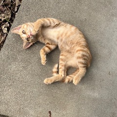 里親さん決まりました。