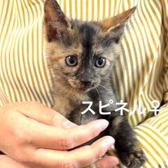 11/15(土)譲渡会　於：溝の口駅　お家ください！　