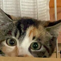 11/16(日）譲渡会　於:川崎市動物愛護センター　お家く…