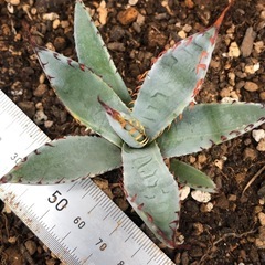 アガベ　屈原の舞扇錦　パルメリー錦　覆輪斑　斑入り　錦の画像