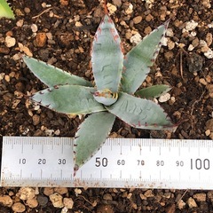 アガベ　屈原の舞扇錦　パルメリー錦　覆輪斑　斑入り　錦の画像